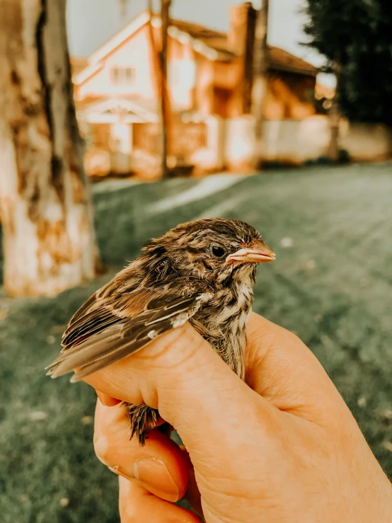 a bird sitting on top of a persons hand