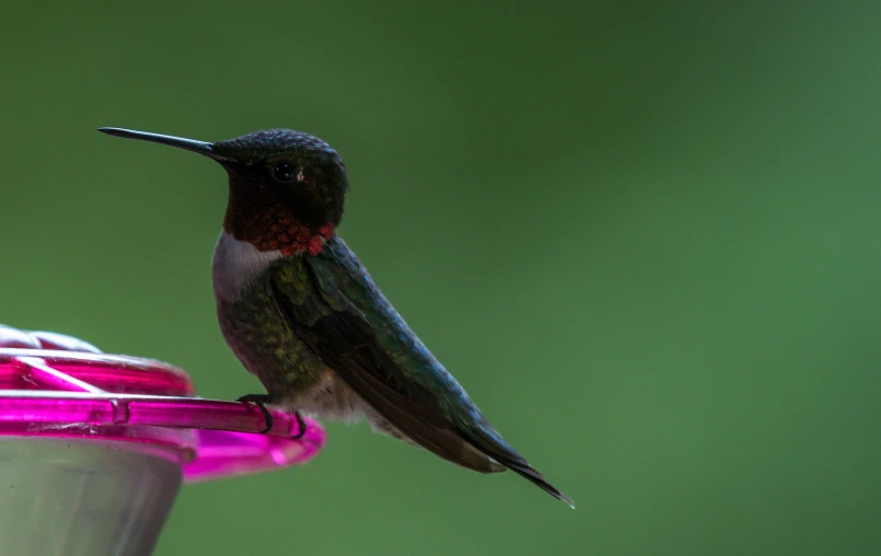 a hummingbird sits on top of a feeder