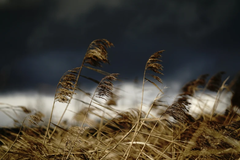 brown stalks and dark sky in a natural environment