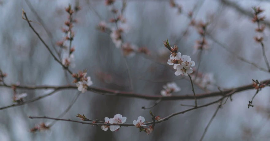 flowers blooming in the spring near some trees