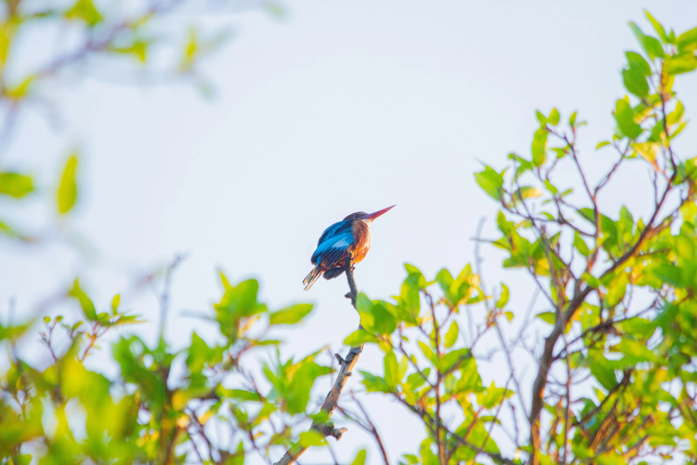 a blue bird sitting on top of a tree