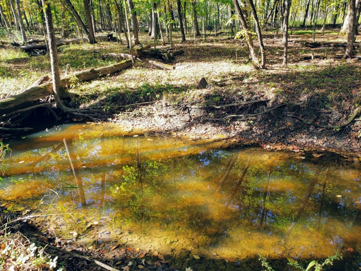 a small pond is in the middle of a forest