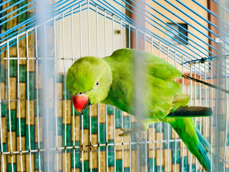 a green bird that is in a cage