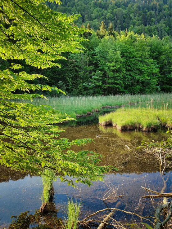 the forest is clean and ready to be used