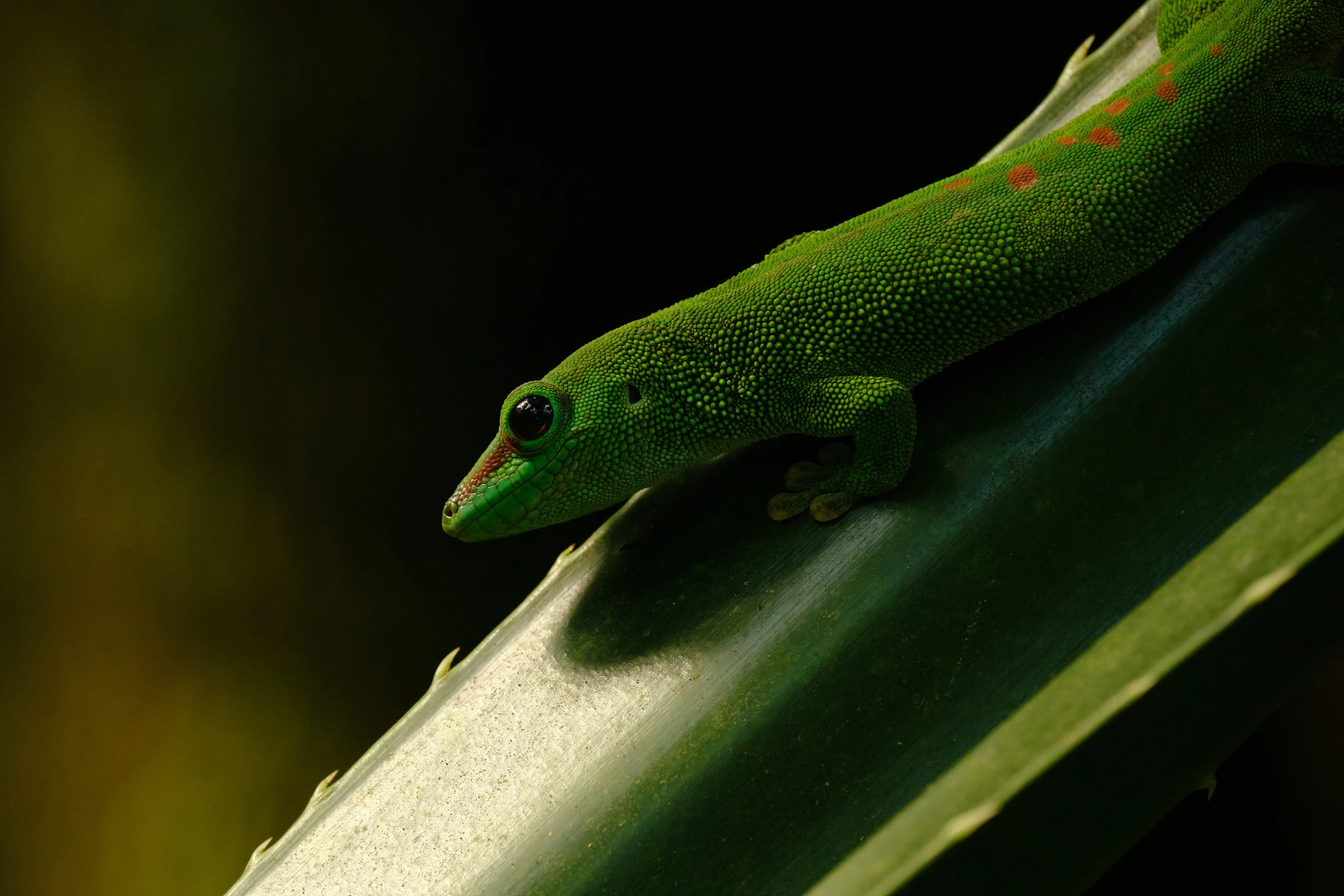 the green lizard is hanging upside down on a leaf