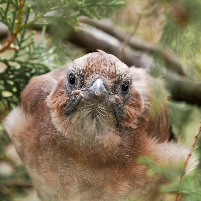 a close up s of the head of a small bird