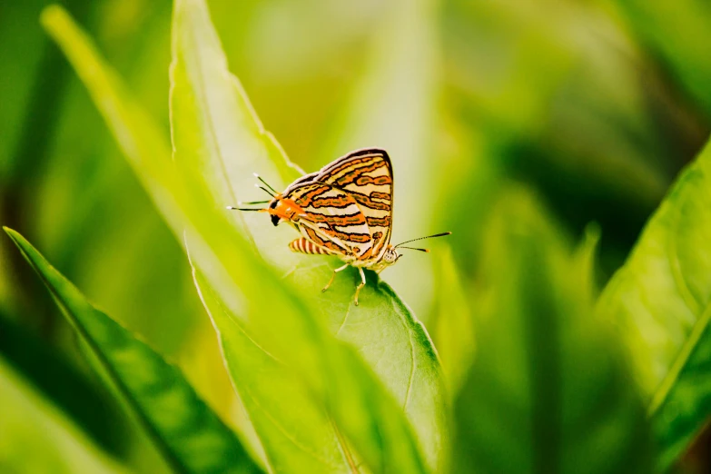 the erfly is sitting on a small leaf