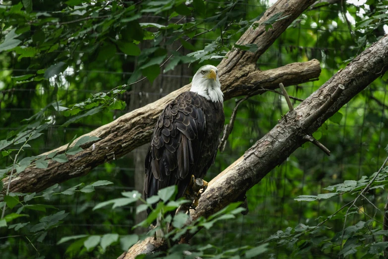 a bald eagle perched on the tree nch