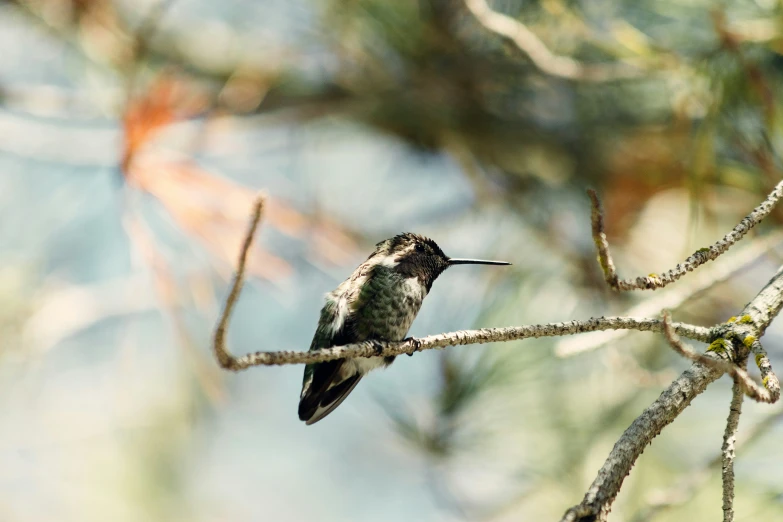 hummingbird perched on a limb of tree with no leaves