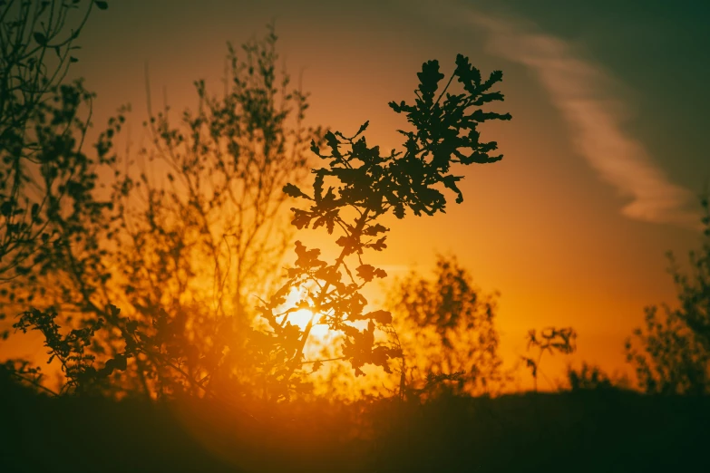 a picture of a beautiful sunset through the trees