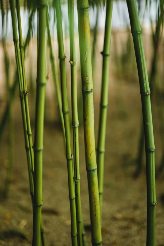 large stems of bamboo are in the grass