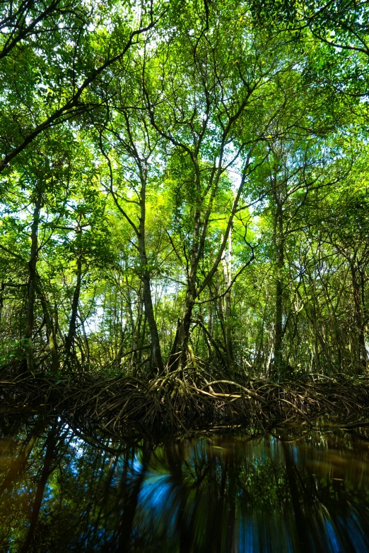 a lake surrounded by lots of trees with water