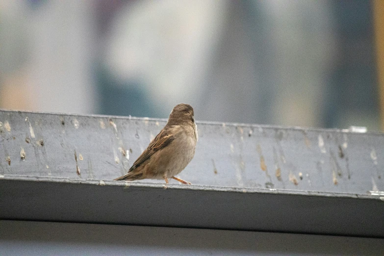 a bird sitting on top of a window sill