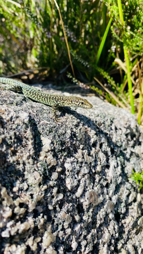 a lizard is laying on the ground in the grass