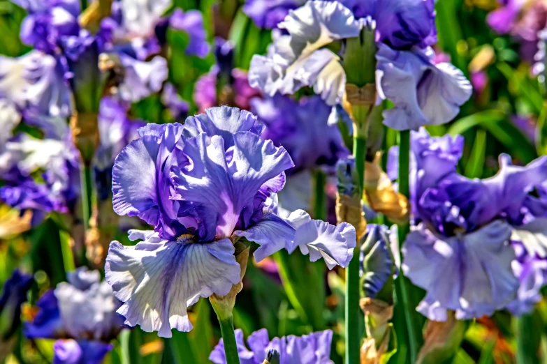 a field of blue and purple irises is blooming