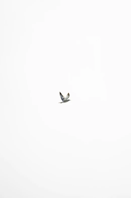 the bird is flying thru the air on a cloudy day