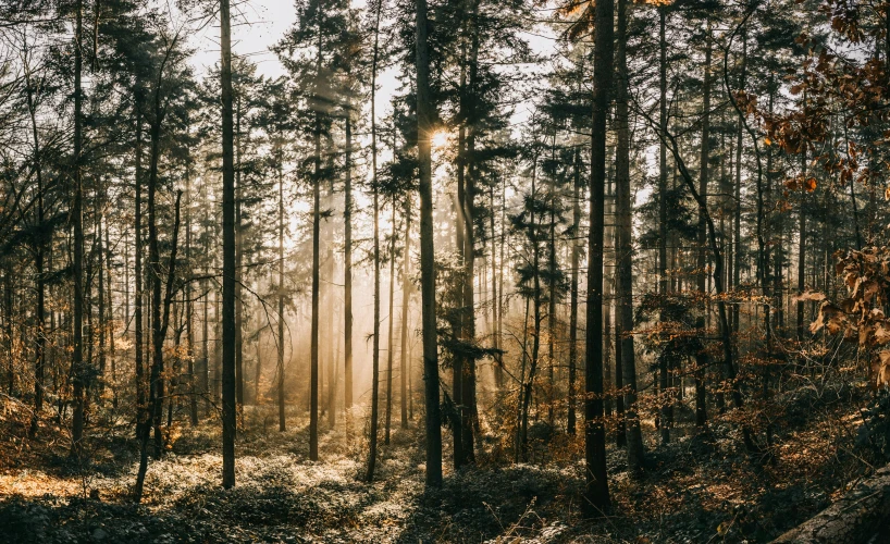 sunlight shining through the trees of a wooded area