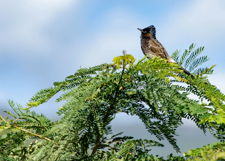 there is a bird sitting on the top of the tree