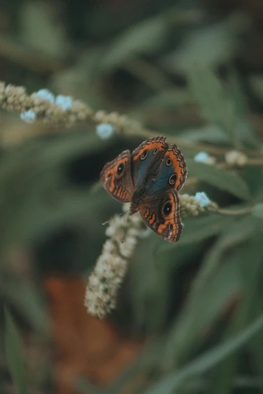 a blue and orange erfly resting on white flowers