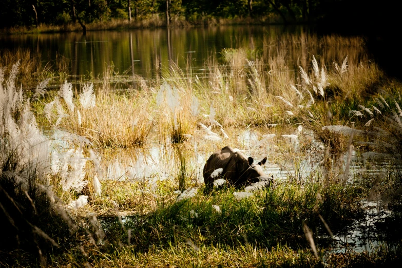 a brown bear lays down by some water