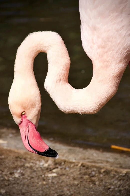 a pink flamingo is standing on the water and stretching it's neck