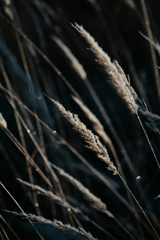 the image shows tall grass blowing in the wind