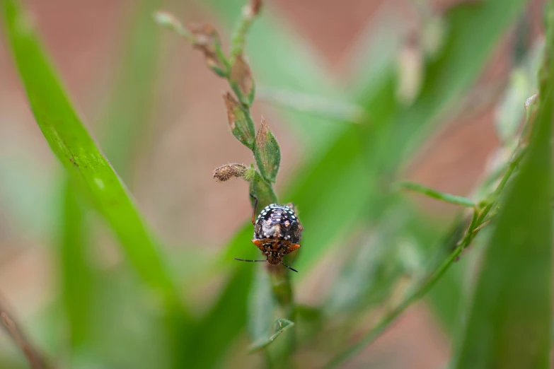 a bug that is on top of some grass