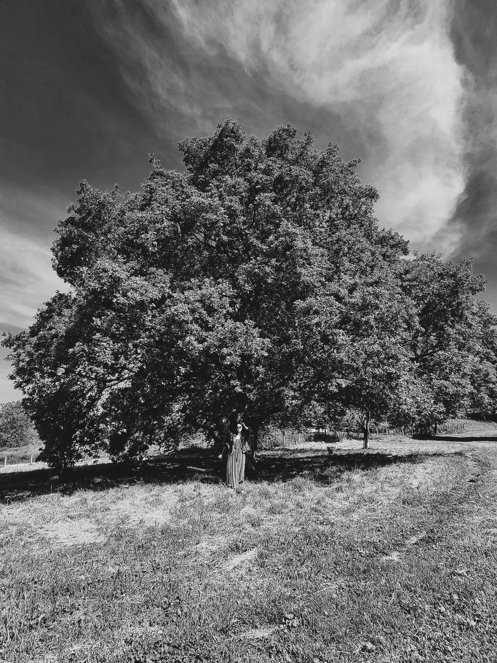 black and white pograph of a tree in a park