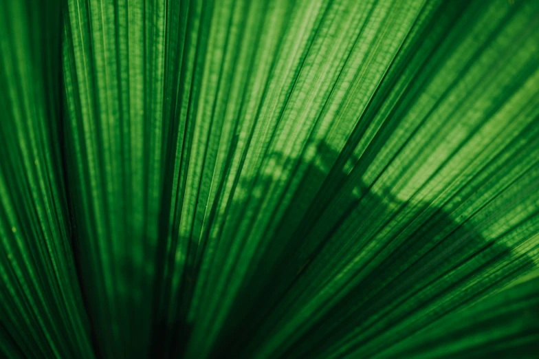 a plant leaf with long thin green lines