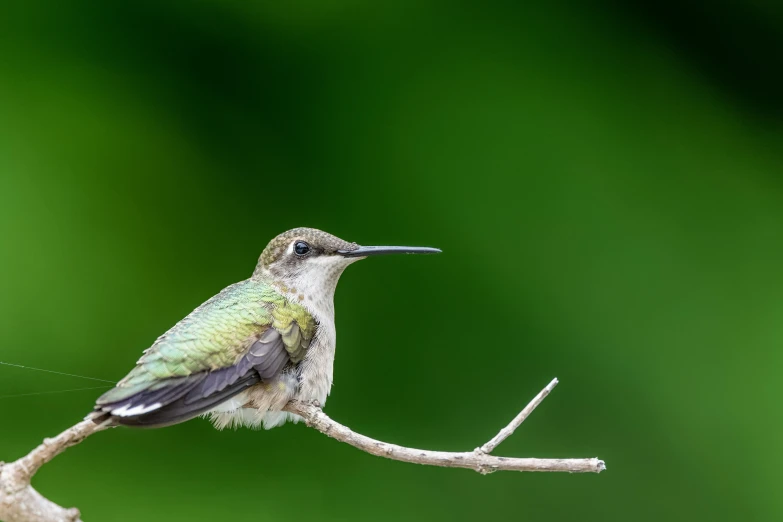 a hummingbird sitting on top of a nch