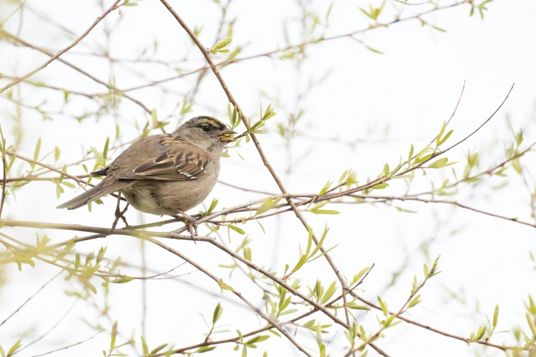 a bird is sitting in a tree on the nch