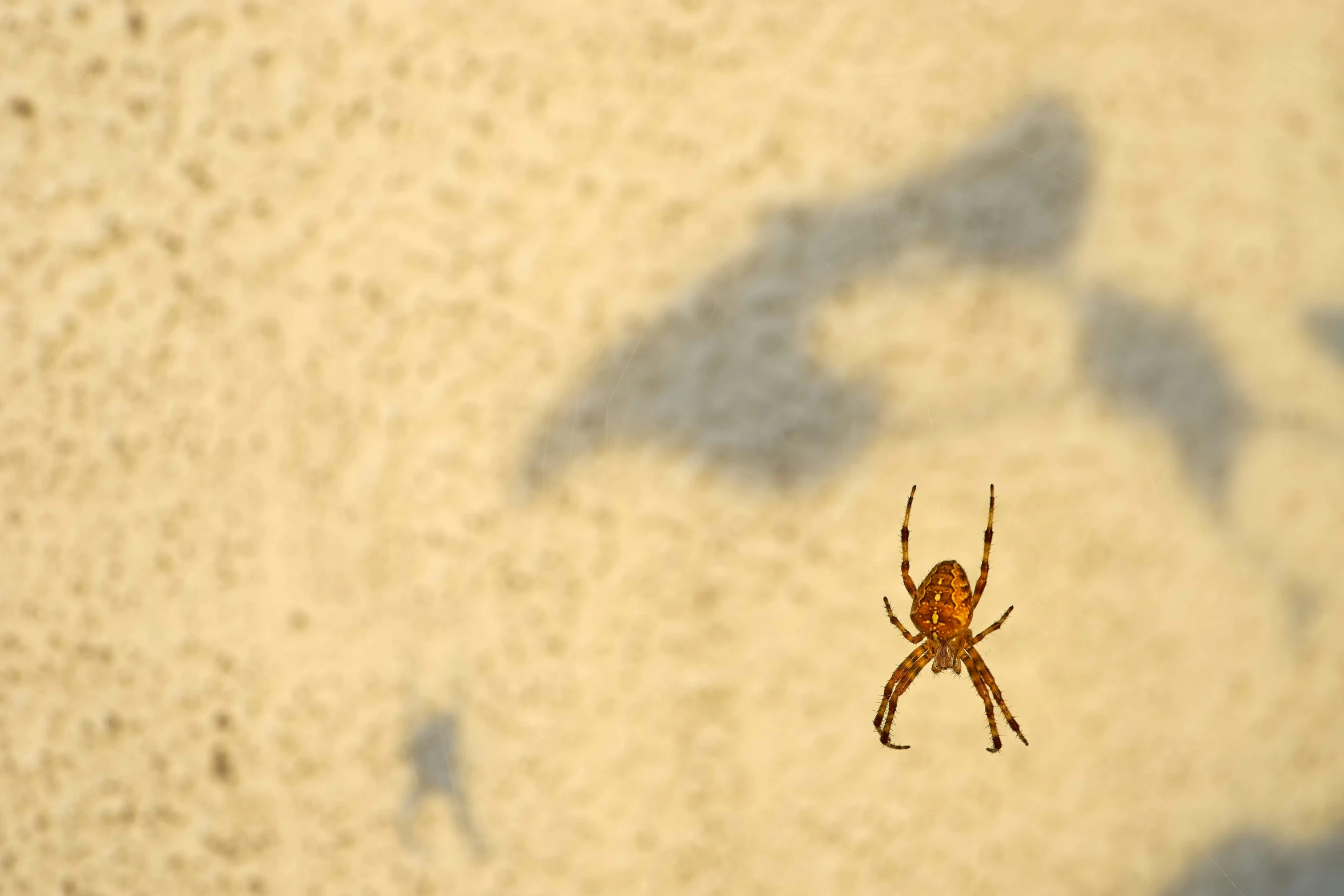 a spider on its side on the concrete