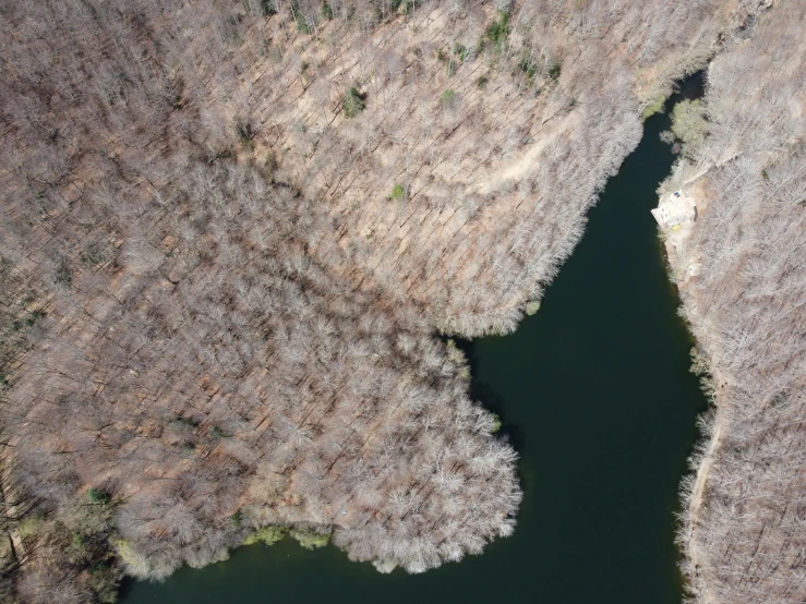 an aerial view of trees surrounding a river