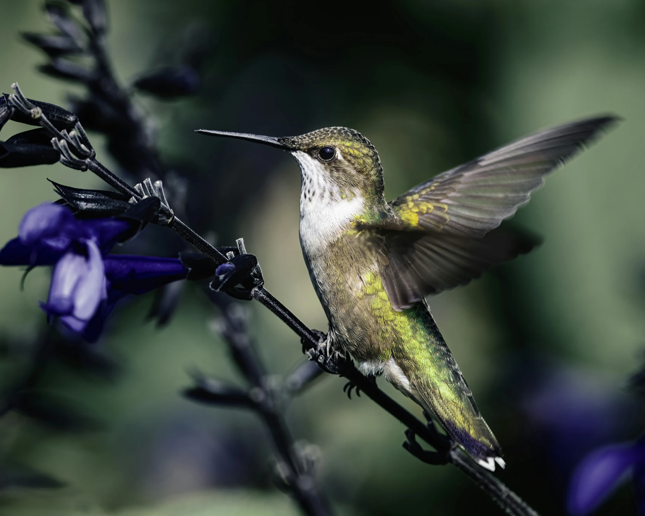 the hummingbird is sitting on top of the purple flower