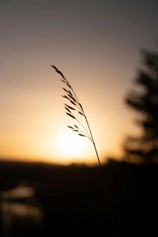 a plant in front of the setting sun