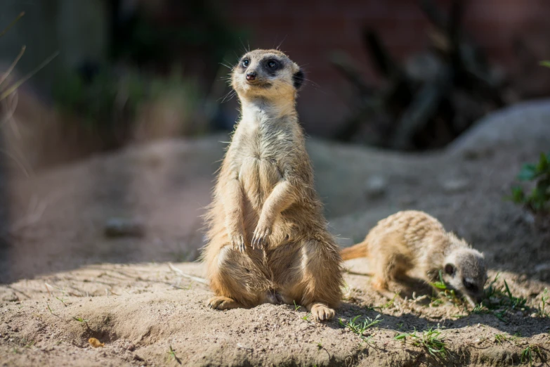 two small meerkats standing next to each other on a rock