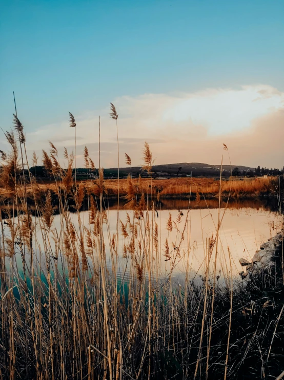 grassy area next to a body of water at sunset