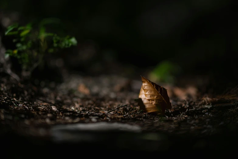 the end of an unripe leaf lies on the ground in a dark woods