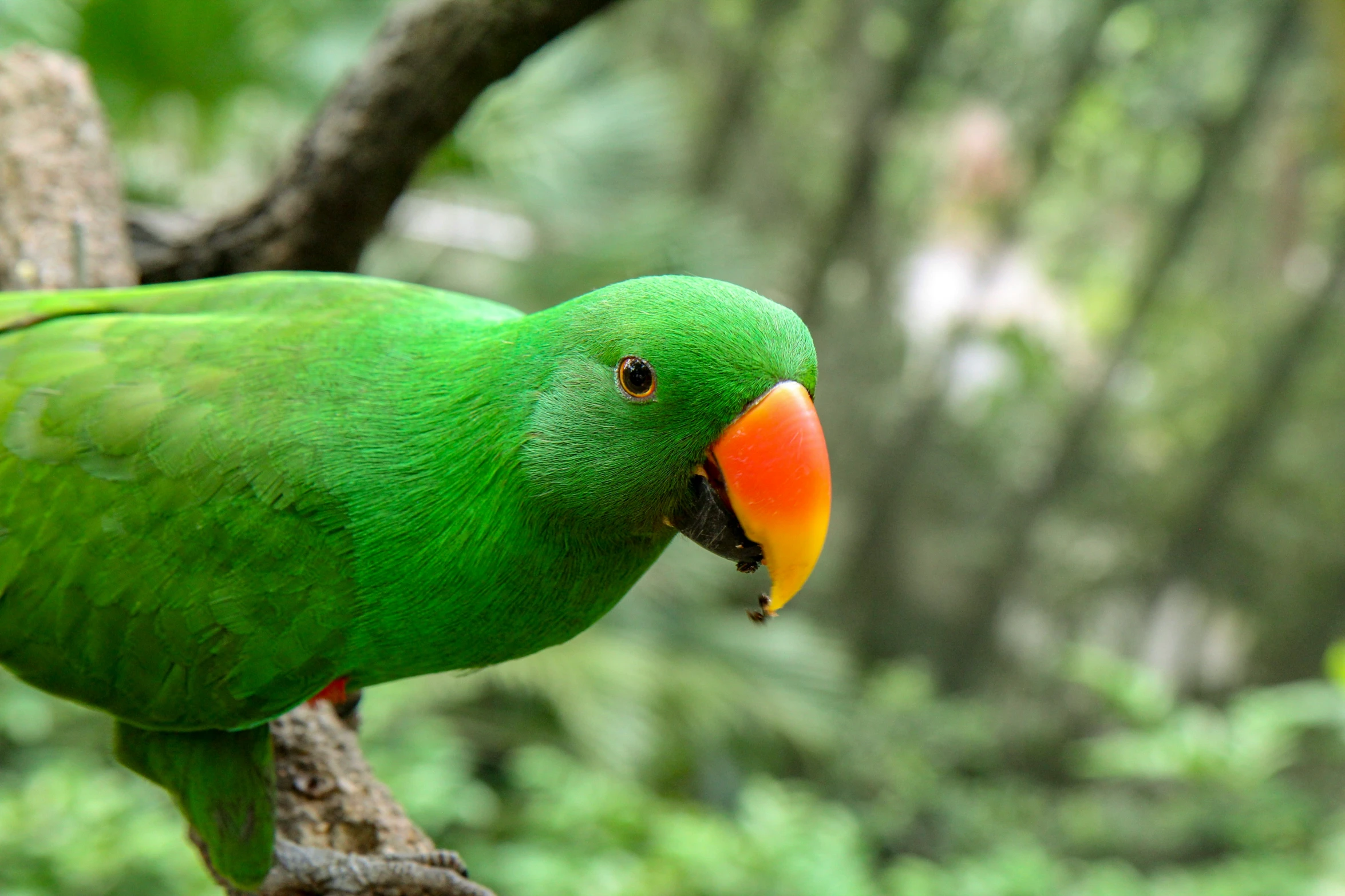 a parrot sits on the tree nch in the wild