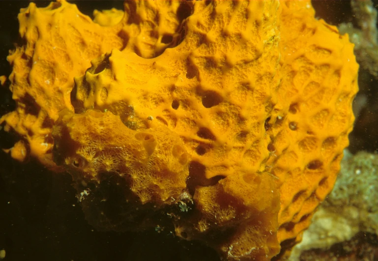 an orange rock in the ocean on a reef