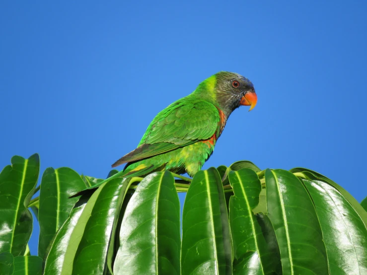 a parrot sits on top of the green leaves