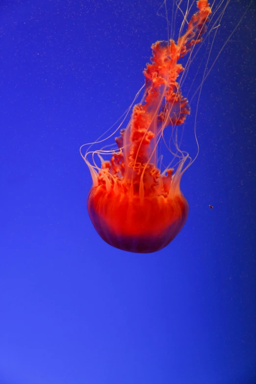 a red jellyfish swimming in the blue water