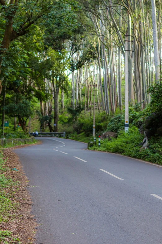 a tree lined road has a wooden bench next to it