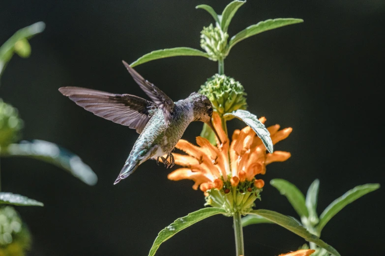the small hummingbird is flying low to a flower
