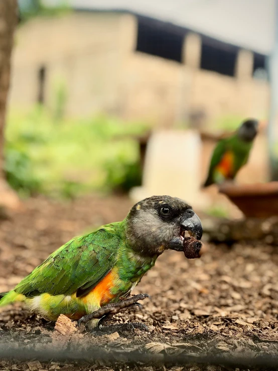 two colorful birds are on the ground near some trees