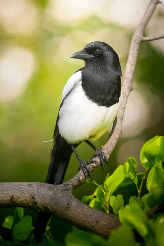 a white and black bird sitting on a nch