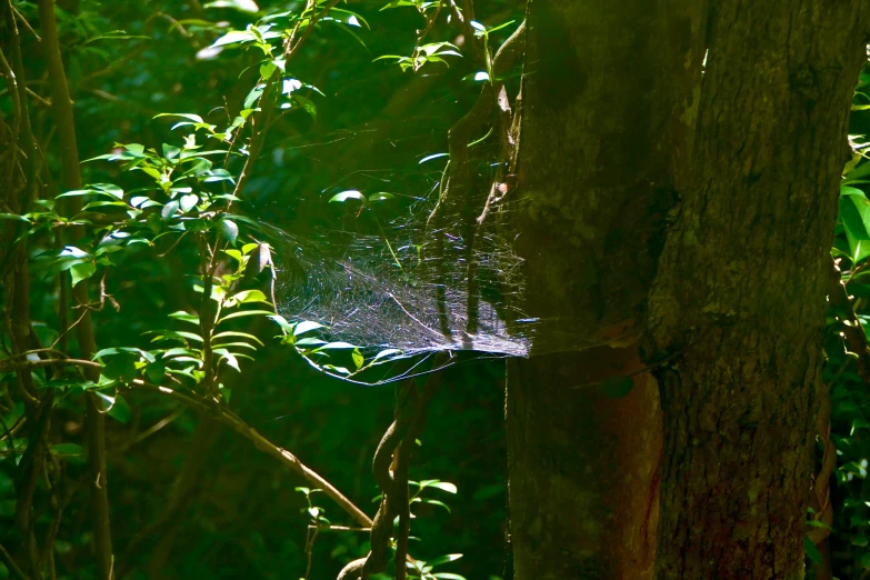 the spider is in the web on a tree