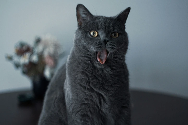 there is a gray cat that has its tongue out