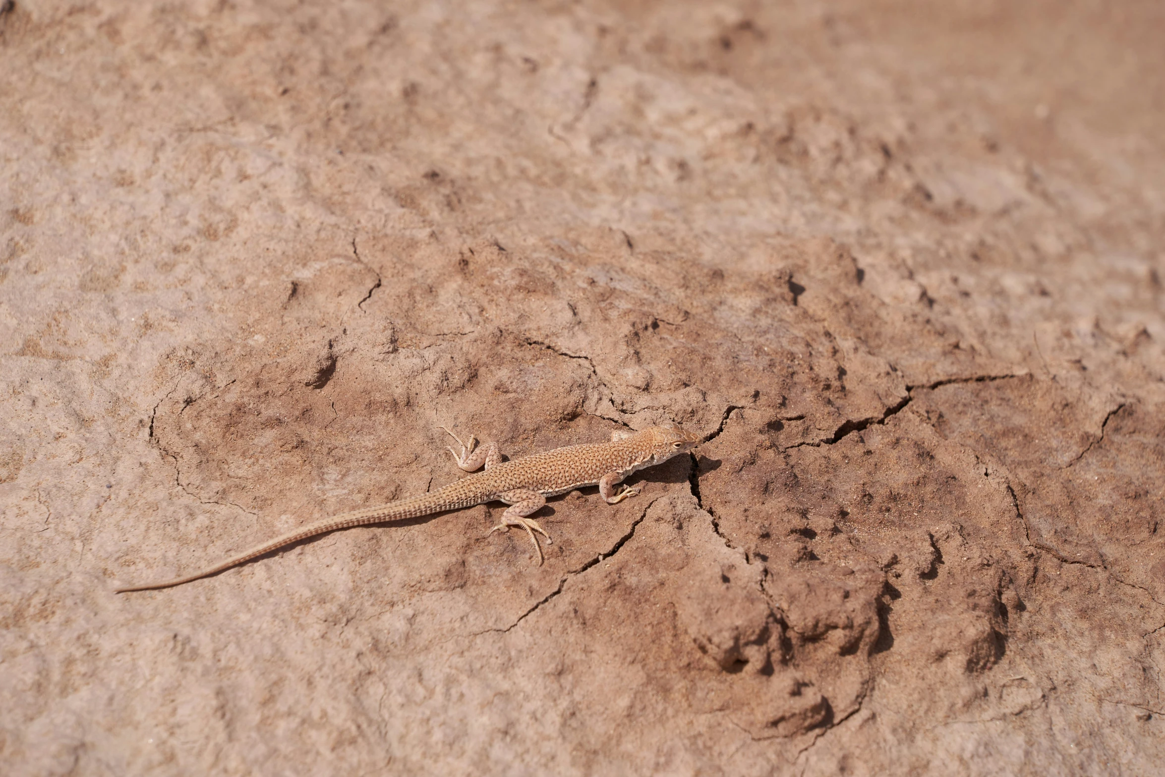 a lizard is sitting in the dirt next to a wall