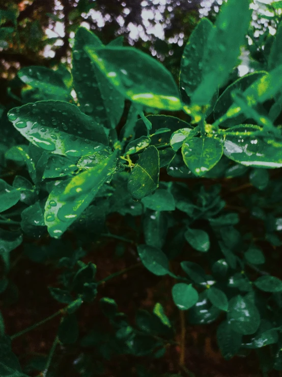 a large green plant with leaves and green leaves on it